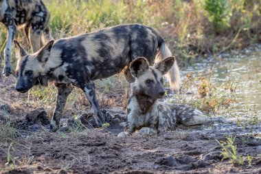 Kuma döşeme ve seyir Afrika yaban köpeği.