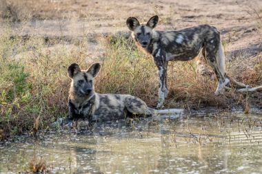 Su yanındaki iki Afrika Vahşi köpekler.