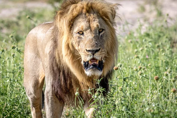 Big male Lion walking towards the camera. — Stock Photo, Image