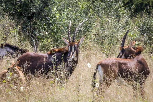 Grupo de antílopes Sable en Hwange . —  Fotos de Stock