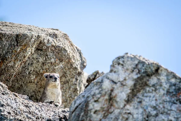 Rock hyrax basking on rocks. — Stock Photo, Image