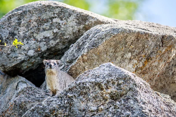 Roca hyrax tomando el sol en las rocas . — Foto de Stock