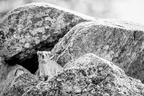 Rock hyrax basking on rocks. — Stock Photo, Image