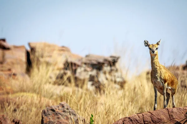 Klipspringer στέκεται πάνω σε ένα βράχο. — Φωτογραφία Αρχείου