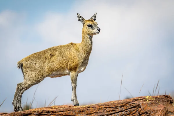 바위에 서 있는 klipspringer 고 주연. — 스톡 사진