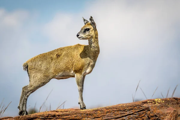 바위에 서 있는 klipspringer 고 주연. — 스톡 사진