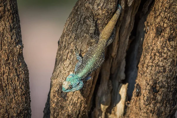 Agama d'arbre du sud dans un arbre . — Photo