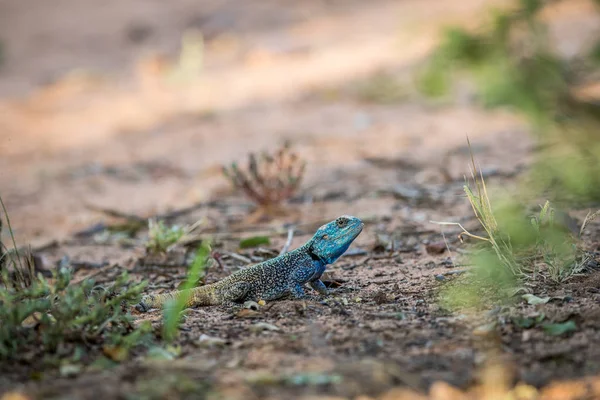 Southern tree agama on the ground.