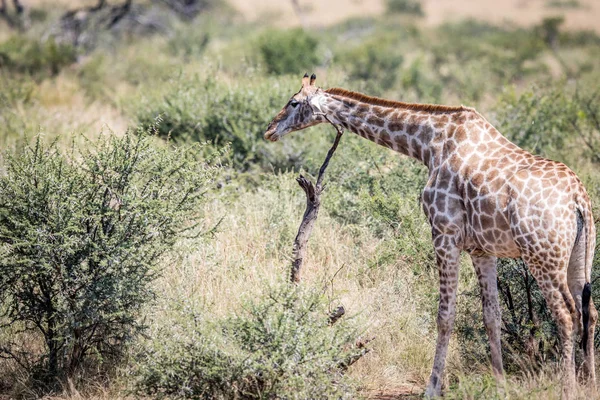 Giraffa che si gratta su un albero morto . — Foto Stock