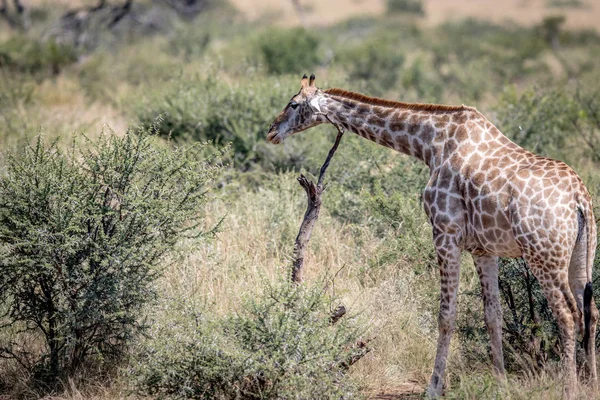 Giraffa che si gratta su un albero morto . — Foto Stock