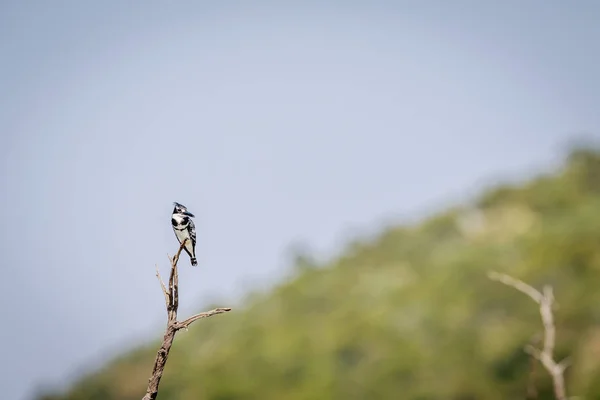 Peixe-rei-de-bico sentado num ramo . — Fotografia de Stock