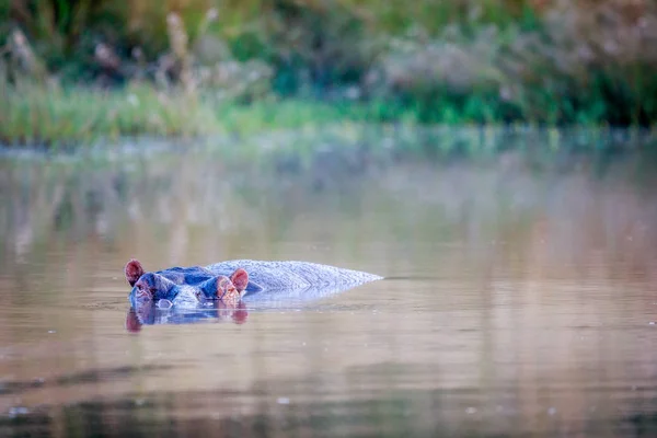Nijlpaard in een plas water. — Stockfoto