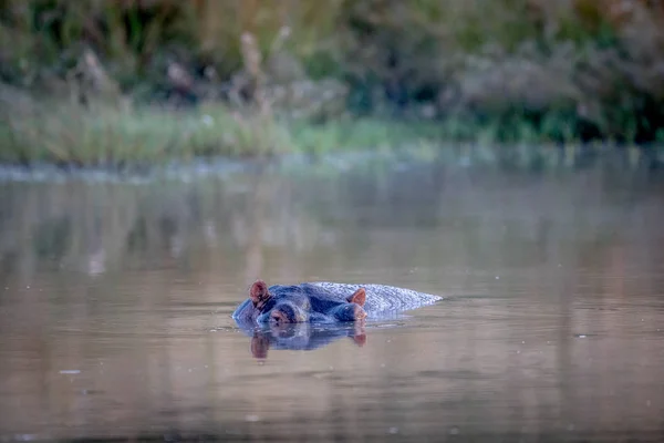 Flodhäst i poolen vatten. — Stockfoto