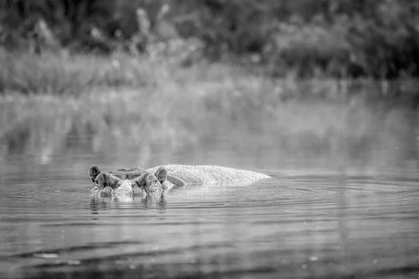Hipopótamo en una piscina de agua en blanco y negro . —  Fotos de Stock