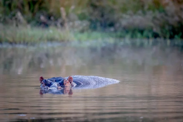 Hroch v bazénu voda. — Stock fotografie