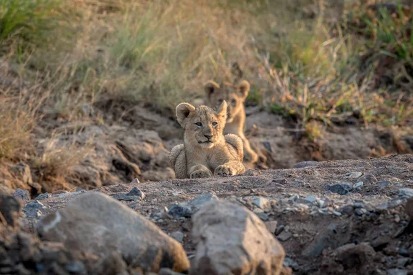 Lion cub laying in a rocky riverbed. — Stock Photo, Image