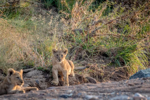 Lion cub sitting in a rocky riverbed. — Stock Photo, Image