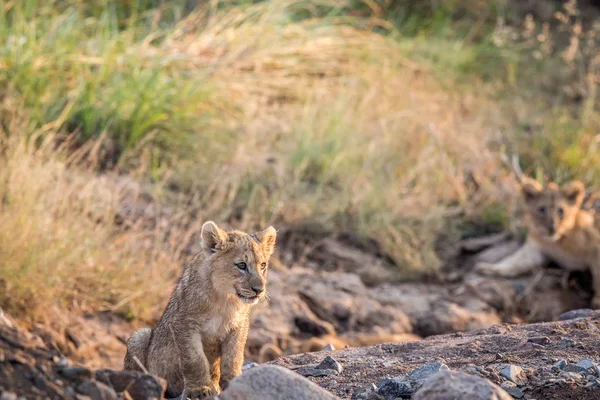Lion cub sitting in a rocky riverbed. — Stock Photo, Image