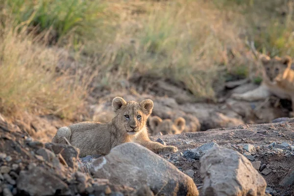 Lion cub laying in a rocky riverbed. — Stock Photo, Image