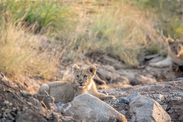 Lion cub laying in a rocky riverbed. — Stock Photo, Image