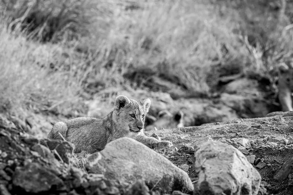 Filhote de leão deitado em um leito de rio rochoso . — Fotografia de Stock