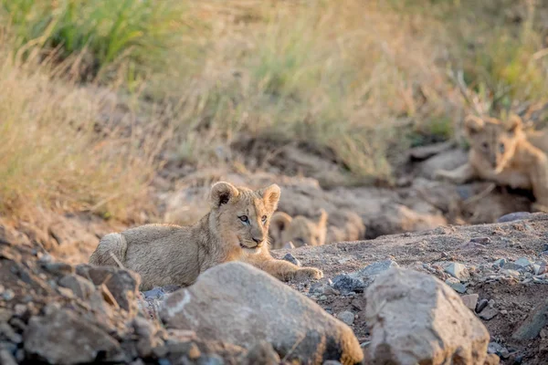 Lion cub laying in a rocky riverbed. — Stock Photo, Image