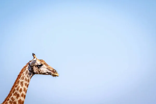Perfil lateral de una jirafa en Pilanesberg . — Foto de Stock