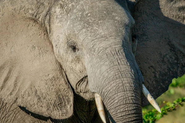 Närbild av en elefant i Chobe. — Stockfoto