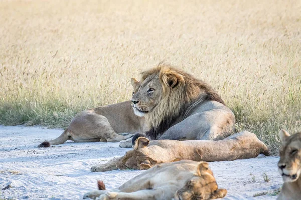 Kuma döşeme aslan gurur.