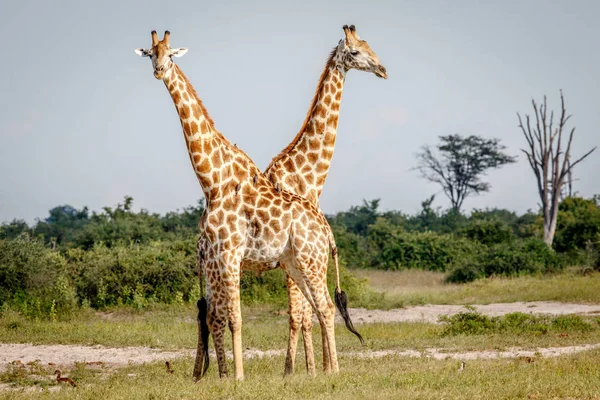 Twee Giraffes permanent in het gras. — Stockfoto