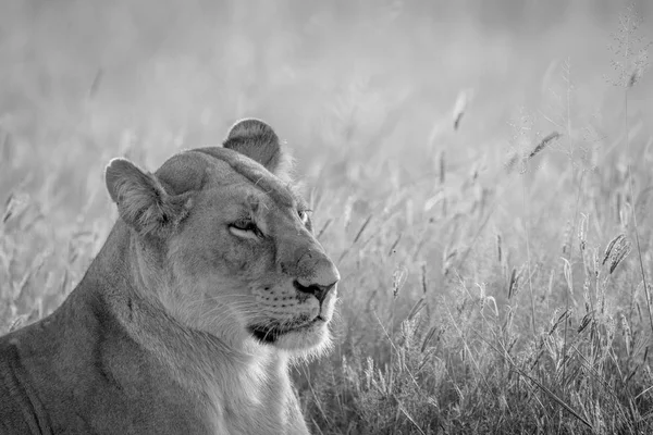 Side profile of a Lion in black and white.