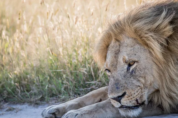 Primer plano de un gran macho León en Chobe . — Foto de Stock