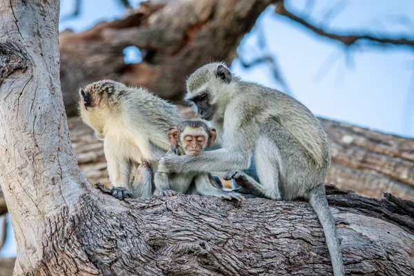 Affenfamilie sitzt in einem Baum. — Stockfoto