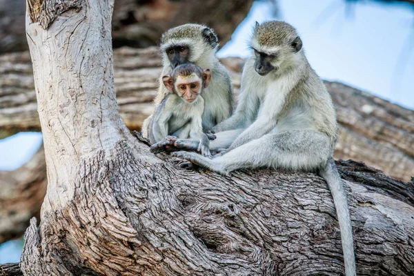 Affenfamilie sitzt in einem Baum. — Stockfoto