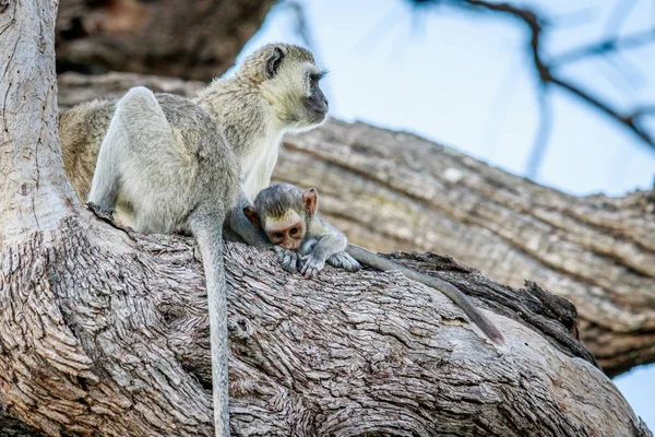 Affenfamilie sitzt in einem Baum. — Stockfoto