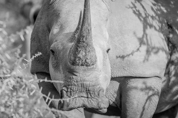 Білий носоріг в головній ролі в камері . — стокове фото