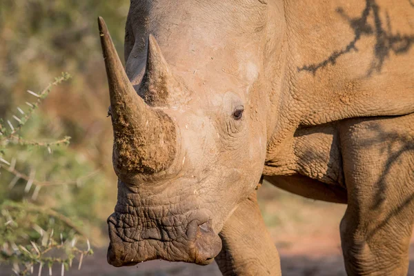 Beyaz rhino kameraya yıldızı. — Stok fotoğraf