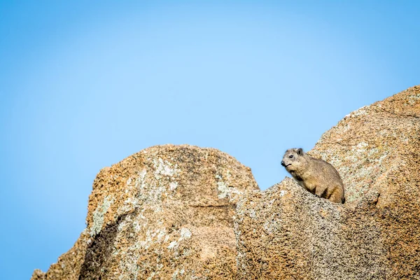 Rock hyrax basking in the sun. — Stock Photo, Image