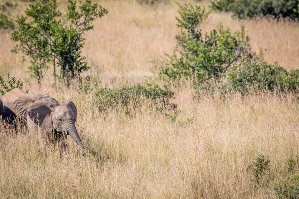 Elefante joven caminando en hierba alta . — Foto de Stock