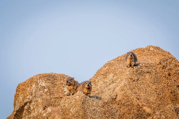 Diversi orsi rocciosi crogiolarsi al sole . — Foto Stock