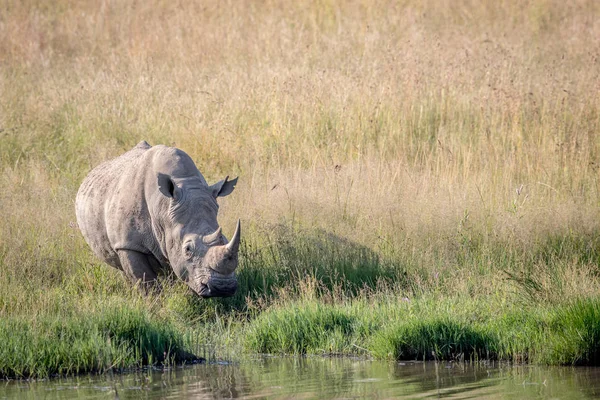 Beyaz rhino ayakta su boğa. — Stok fotoğraf