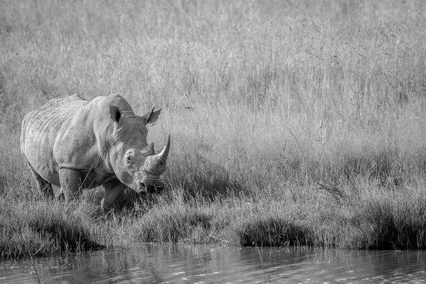 Білий носоріг, що стоїть біля води . — стокове фото