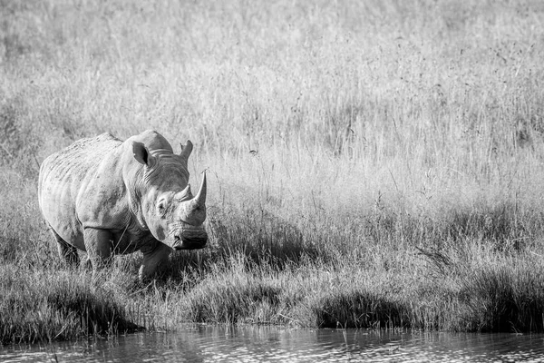 Bull rinoceronte branco em pé junto à água . — Fotografia de Stock