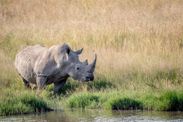 Beyaz rhino ayakta su boğa.