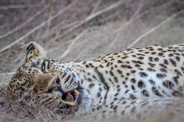 Zár megjelöl-ból egy női leopárd feküdt a fűben. — Stock Fotó