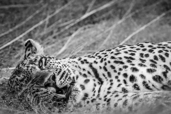 Close up de uma fêmea Leopardo deitado na grama . — Fotografia de Stock