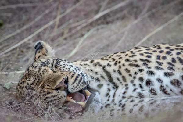 Крупним планом леопарда лежить в траві . — стокове фото