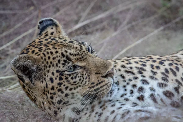 Primer plano de una hembra de leopardo tendida en la hierba . —  Fotos de Stock