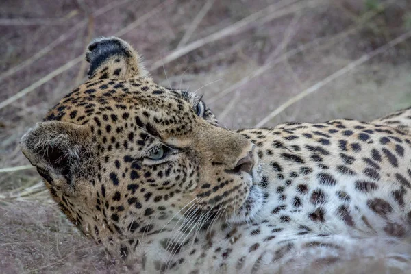 Primer plano de una hembra de leopardo tendida en la hierba . — Foto de Stock