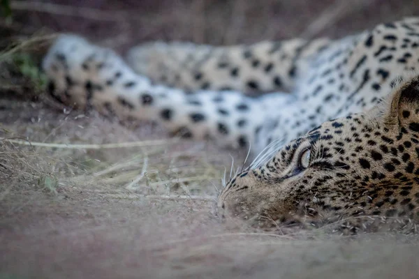 Close up de uma fêmea Leopardo deitado na grama . — Fotografia de Stock